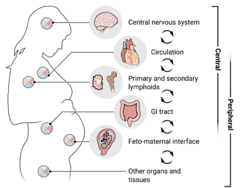 Outline of a pregnant body highlighting areas where hormones and immune factors that affect the brain are generated throughout the body.