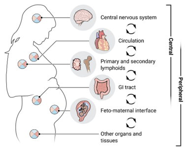 Outline of a pregnant body highlighting areas where hormones and immune factors that affect the brain are generated throughout the body.